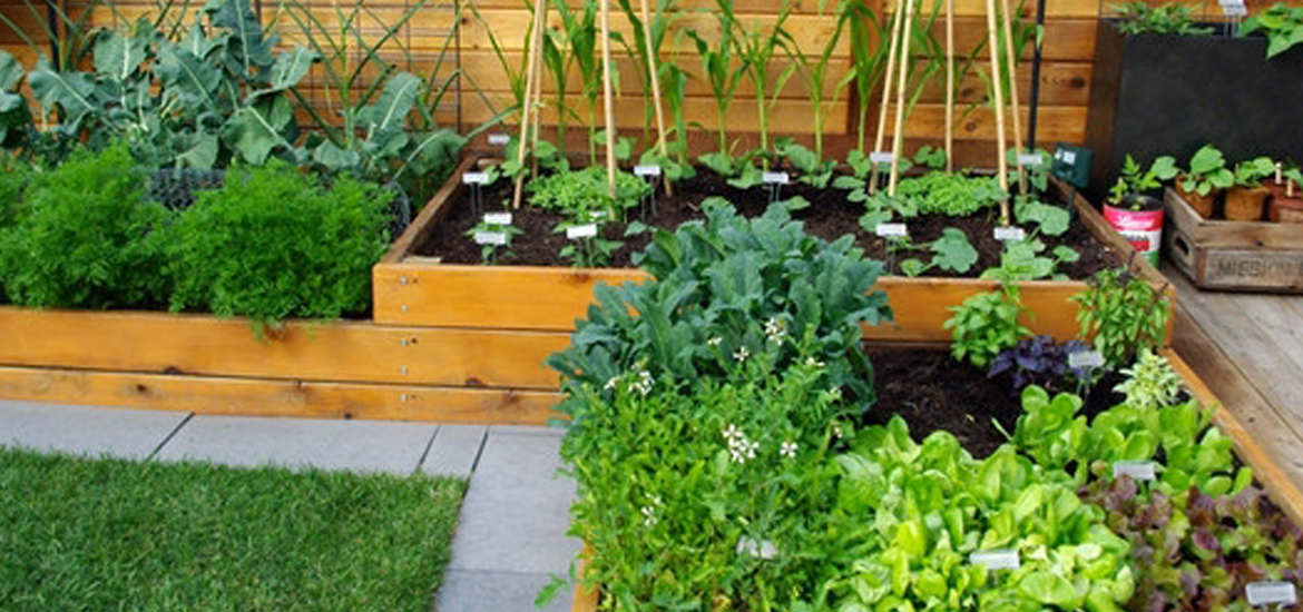 Kitchen Garden