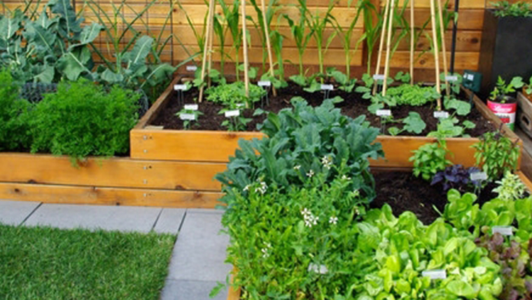 Kitchen Garden