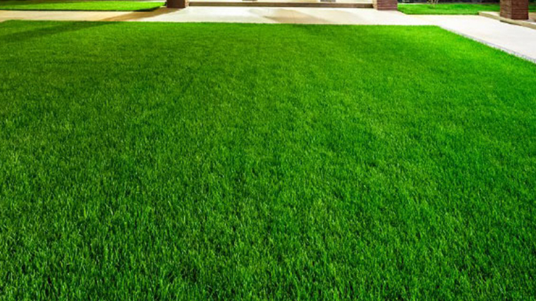 Lawn Aeration