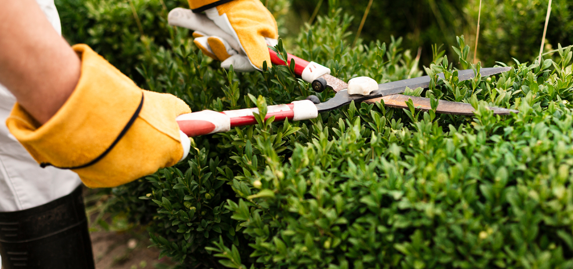 Tree and Shrub Care