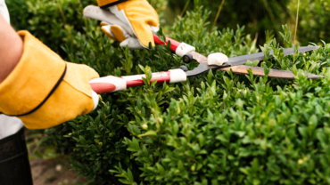 Tree and Shrub Care